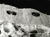 7 - Concettacoli immersi nello spessore del tallo
